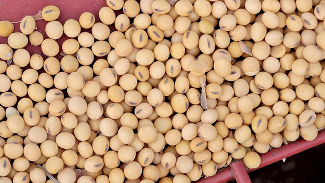 貿易談判前 美方加碼制裁 中共加碼買豆