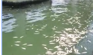 觀塘海濱出現大量死魚 腐爛發臭