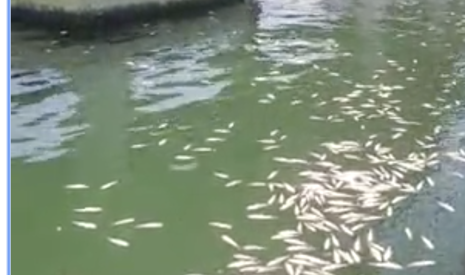 觀塘海濱出現大量死魚 腐爛發臭