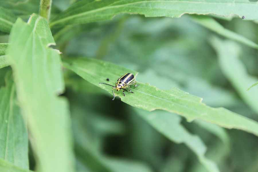 研究：植物具有跨種屬通用警訊「語言」