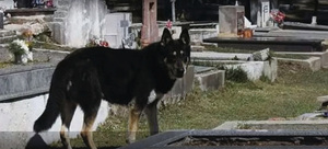 面對生離死別 狗狗哭得全身顫抖 場面感人