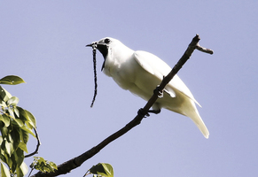 世上最吵的鳥在巴西 叫聲高達125.4分貝