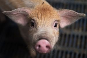 以活豬做致命撞擊測試 中共科學家遭抗議