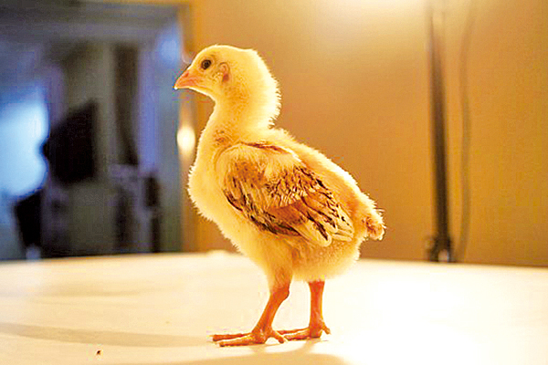 一百隻小雞，一百隻母雞，哪隻小雞是哪隻母雞孵的。（Pixabay）