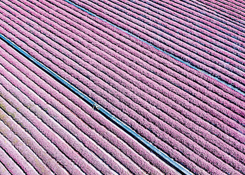 台灣桃園紫色花毯看得到吃得到