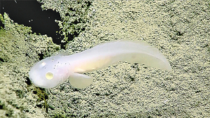 極端環境生命馬里亞納海溝發現新物種