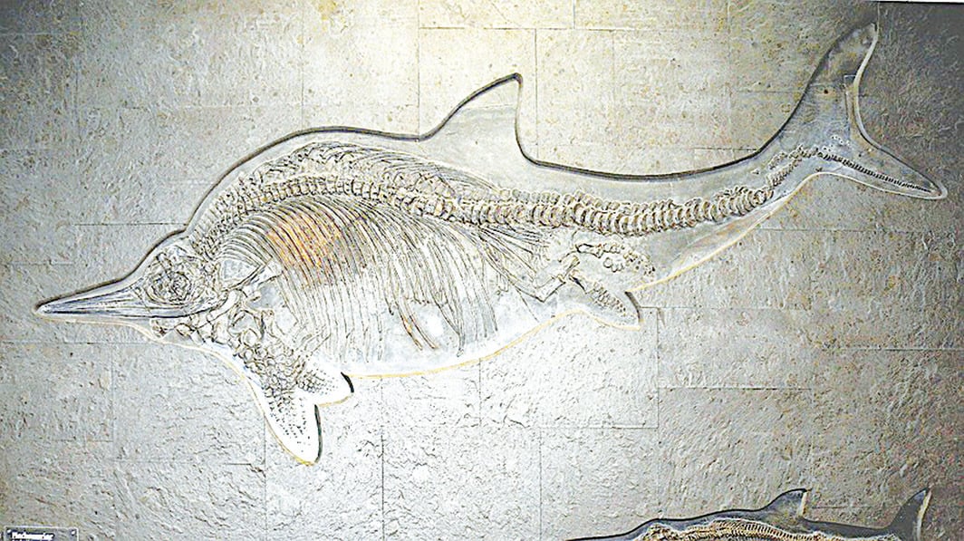 2.4億年前奇異濾齒龍（Sclerocormus parviceps）化石。