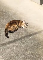 貓貓曬太陽興奮翻滾二十秒 網友被牠融化了