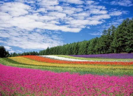 圖為日本北海道花卉園。（pixabay.com）