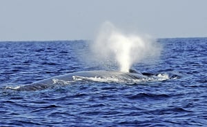 研究首次記錄到藍鯨的心跳