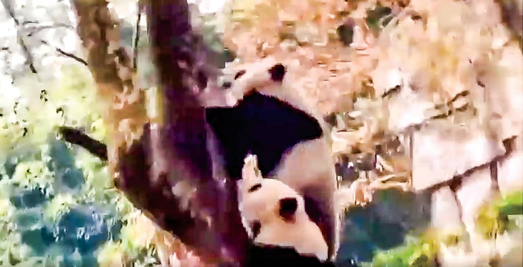 綿陽4.6級地震  熊貓嚇到瞬間上樹