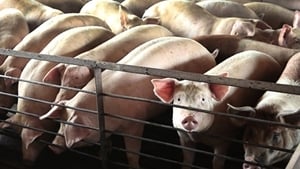 中國非洲豬瘟出現「新疫情」 野豬也感染亡