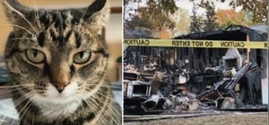 五年前獲救的貓貓報恩 大火中叫醒主人