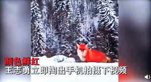 野生紅狐現身大興安嶺雪地