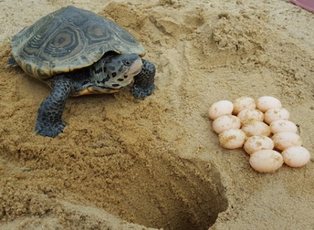 鑽紋龜沙地產卵。（網絡圖）