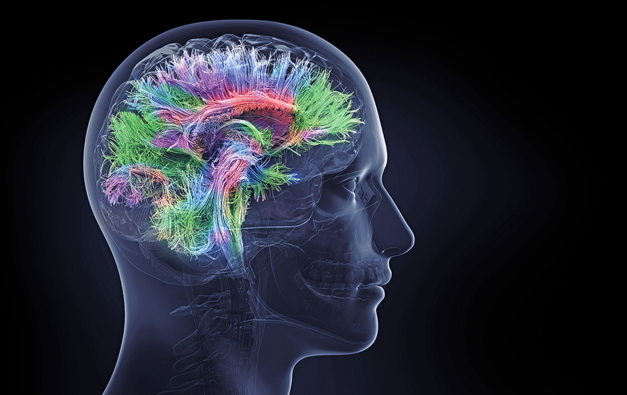 新發現人腦獨有「信號交換機制」