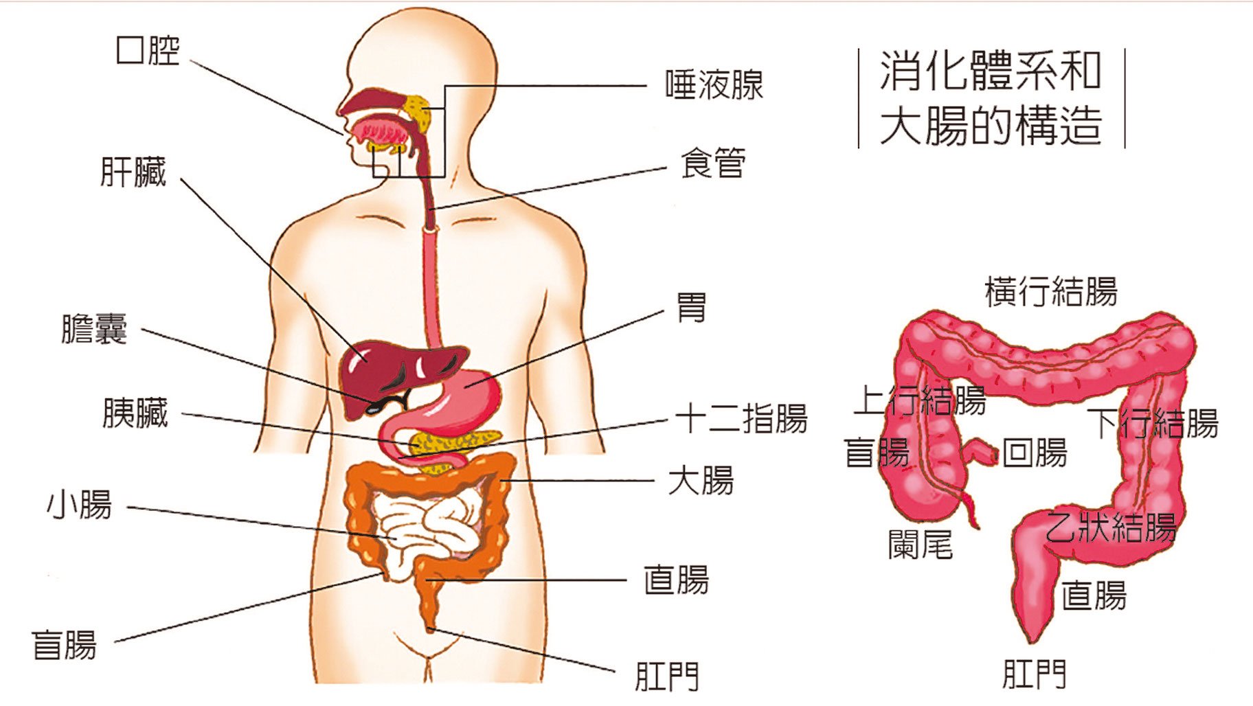 扁康療法系列講座第三章便秘 腹瀉 大腸疾病 二十三 大紀元時報香港 獨立敢言的良心媒體