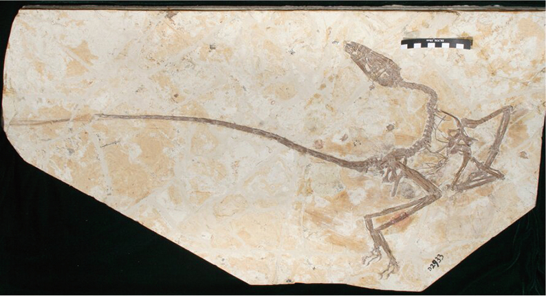 考古發現帶羽毛新品種小恐龍