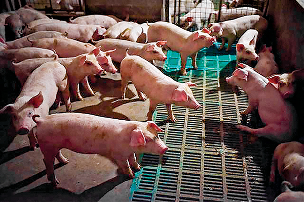 大陸去年豬肉產量 十六年最低 價格漲幅達42.5%