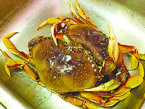 這次使用的螃蟹為加州大蟹，肥大有肉，鮮味十足。