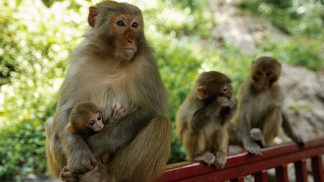 有人發佈一座山上大群的猴子，眼巴巴坐等遊人餵食的圖片。示意圖（Getty Images）	