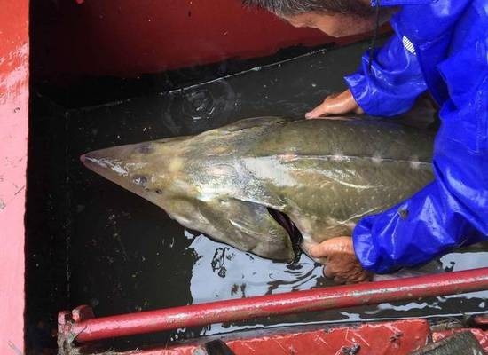 近日大陸媒體報道，有漁民在長江流域捕魚時發現一條肉食大魚，據稱屬於古生物的外來物種，引發各界的關注。（網絡圖片）