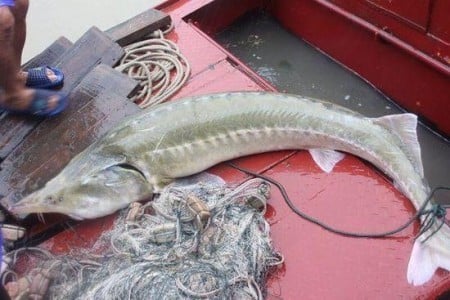 近日大陸媒體報道，有漁民在長江流域捕魚時發現一條肉食大魚，據稱屬於古生物的外來物種，引發各界的關注。（網絡圖片）