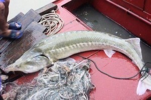 長江流域驚現兇猛食肉魚 2米多長