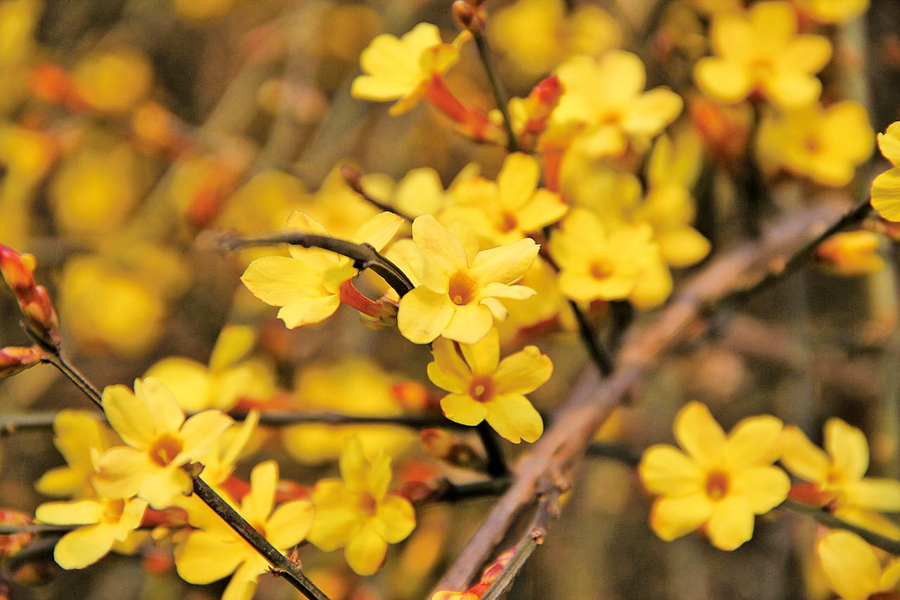 立春迎春神 早春第一花——迎春花