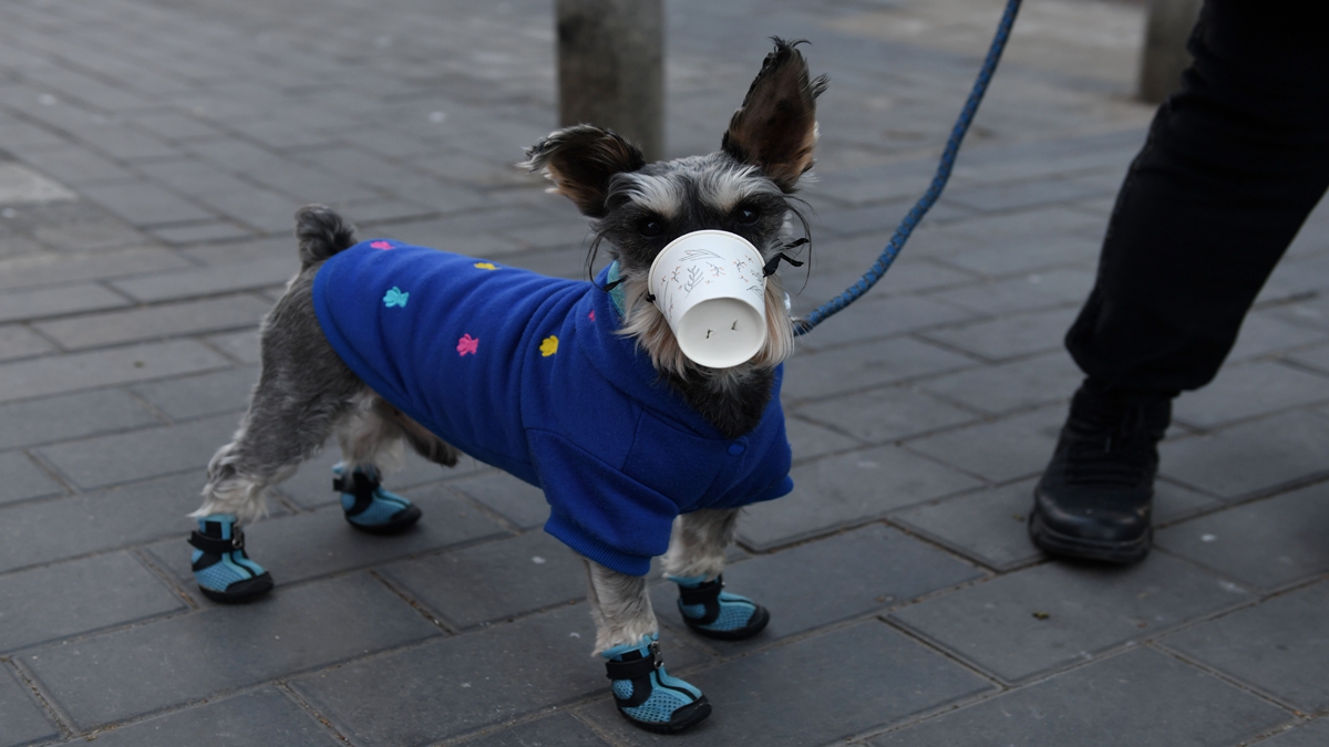 中共肺炎蔓延中國全境，2020年2月4日北京街頭有狗主人為愛犬戴上紙杯防護口罩。（GREG BAKER/AFP via Getty Images）
