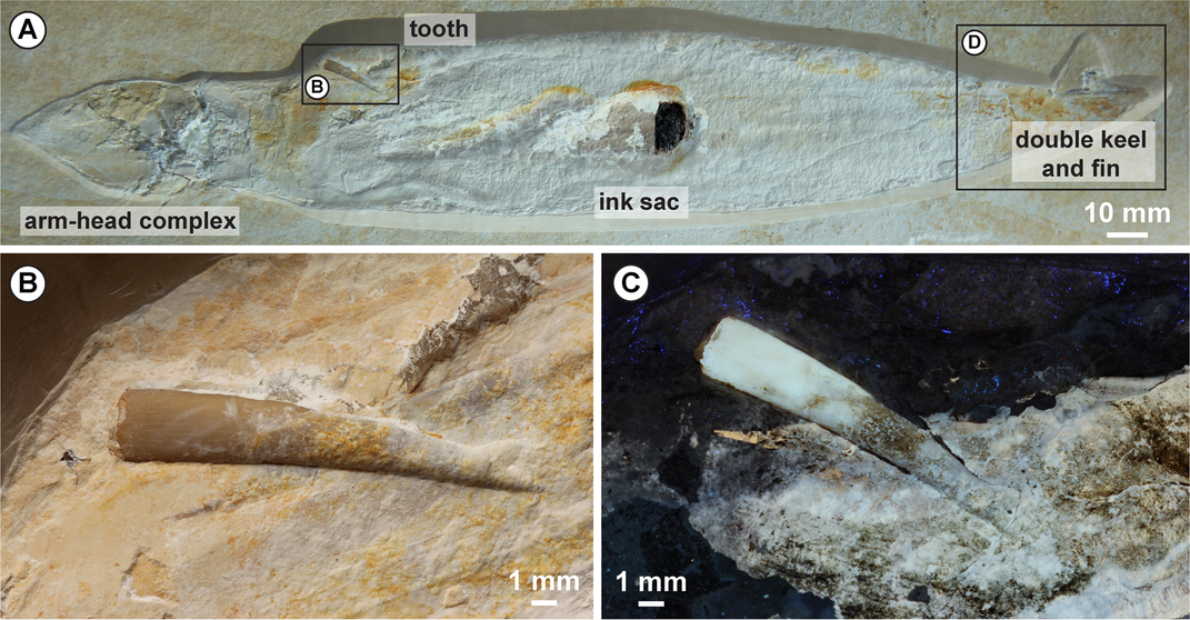 翼龍的牙齒怎麼卡在章魚的頭上變成化石？