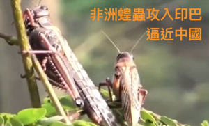 聯合國警告：4000億隻非洲蝗蟲已達中國邊境