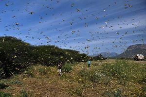 禍不單行 瘟疫肆虐 沙漠蝗蟲又達中國邊境