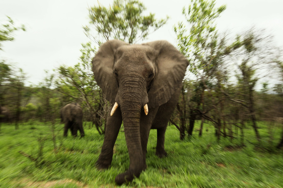 馬拉維500大象搬家耗時1年只搬136頭