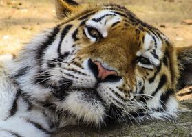 肺炎老虎死屍成野味 浙江動物園奇案告破