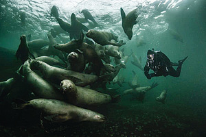 潛水被海獅包圍   攝影師：太神奇了！