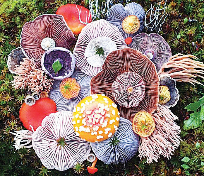 藝術家隱居小島 收集罕見蘑菇成「大自然集錦」