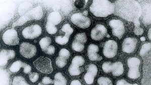 混合人流感與禽流感病毒 中共曾造127種新病毒