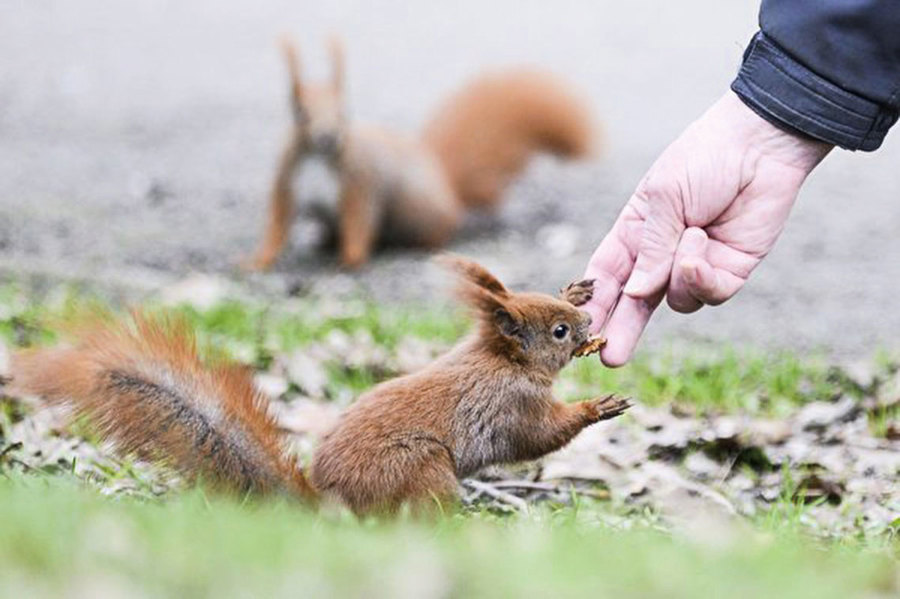 餵食野生動物會破壞其社會結構