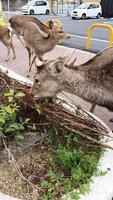 疫情下遊客大減 日本奈良鹿四處找食物