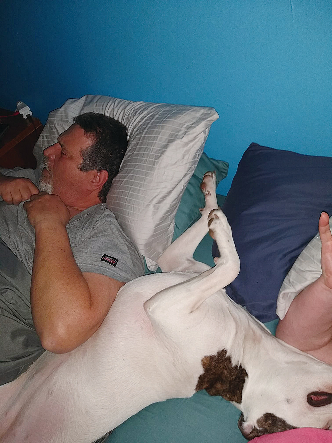 費利西亞的丈夫和愛犬查理同床而眠。查理睡覺的樣子十分搞怪。（Felicia Gillman Facebook）