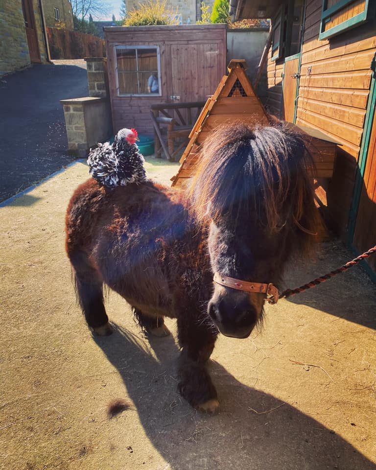 迷你馬阿爾夫和背上的雞成為了朋友。主人漢娜在圖片旁邊寫到：友情不分大小和物種。（Hannah Russell Facebook）