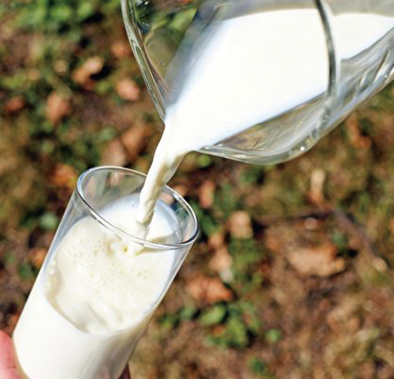 陸乳製品自給率僅七成  瘟疫或致其「斷炊」