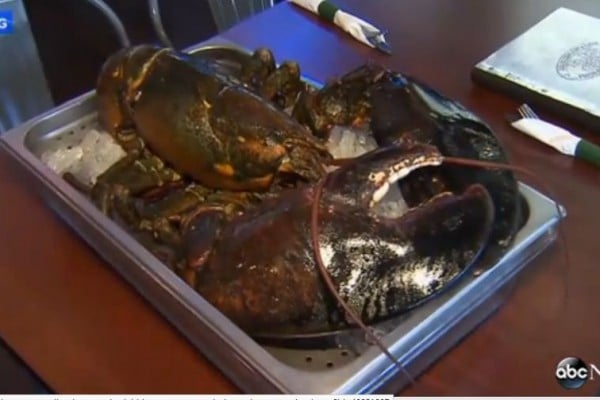 美國州發現一隻重達15磅、年齡估計有百歲的老龍蝦，在險些成爲餐館盤中餐之後，得以落戶在緬因州水族館度過餘生。（ABC視像截圖）