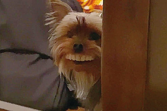 戴上假牙的小狗湯瑪士。（網絡圖片）