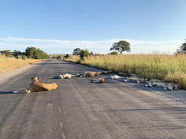 動物保護區因疫情關門 獅子們排排睡在無人馬路上