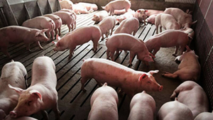 中國豬農隱瞞非洲豬瘟 疫情已擴散