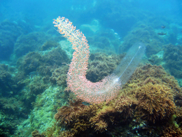 西澳海底發現150英尺長巨型管水母