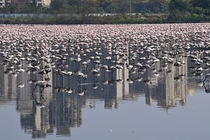 孟買封城 十幾萬隻紅鶴湧入