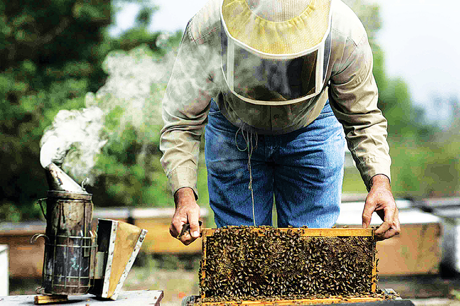 殺人蜂現蹤美西  恐危及人類安全及養蜂業